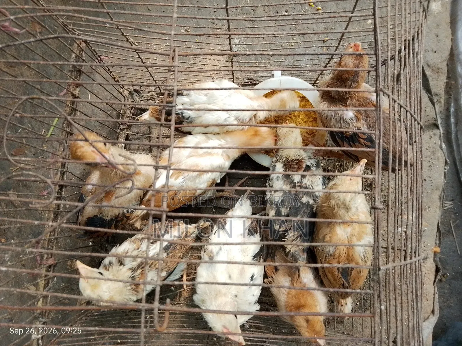 দেশী মুরগীর বাচ্চা