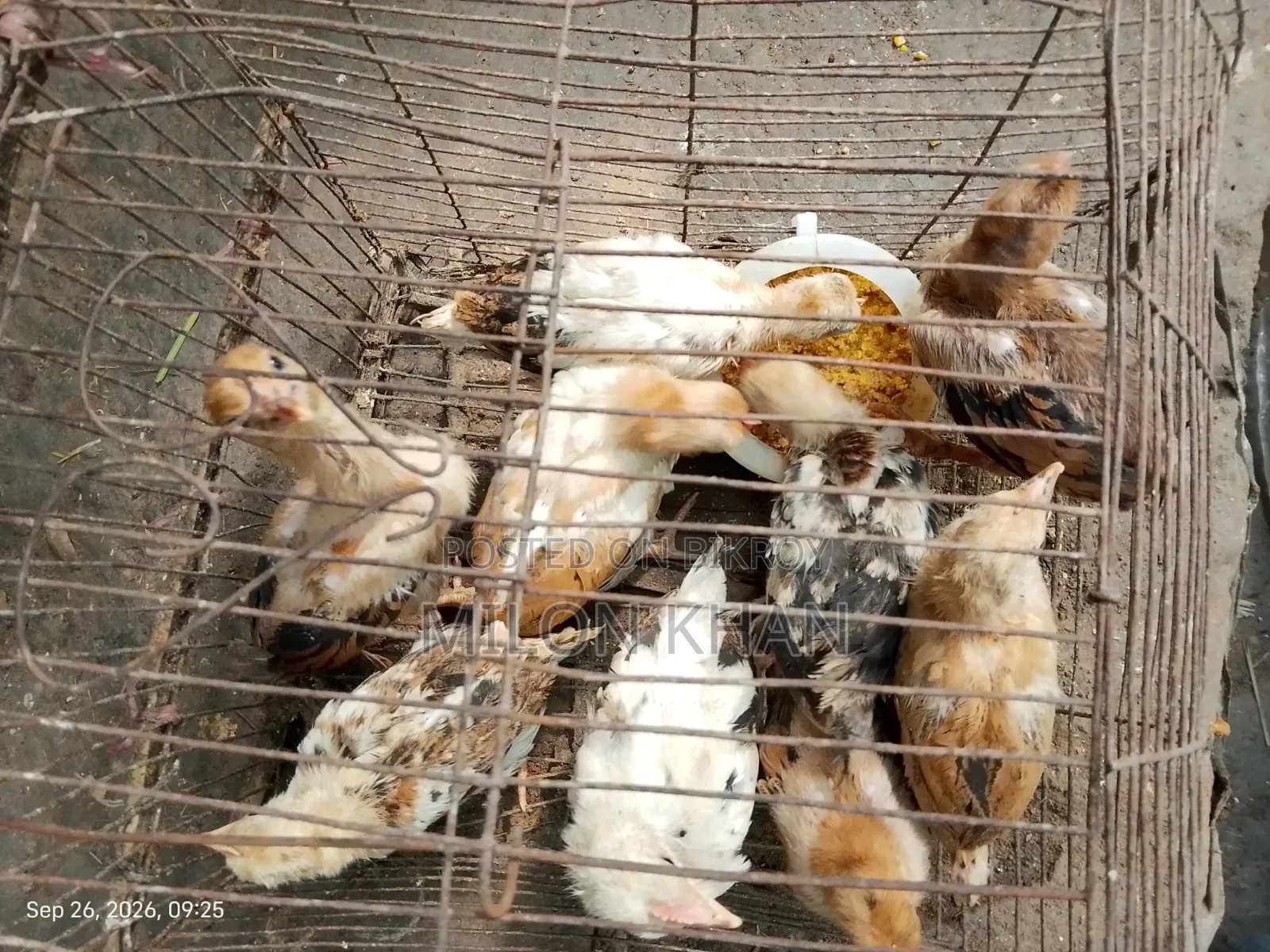 দেশী মুরগীর বাচ্চা