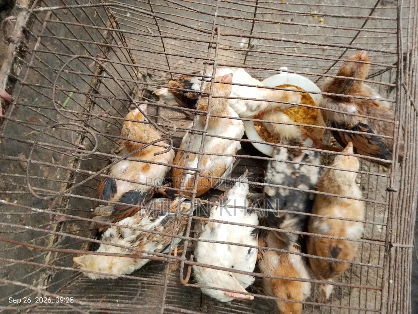 দেশী মুরগীর বাচ্চা