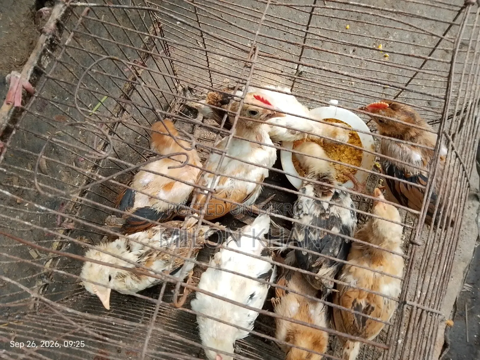 দেশী মুরগীর বাচ্চা