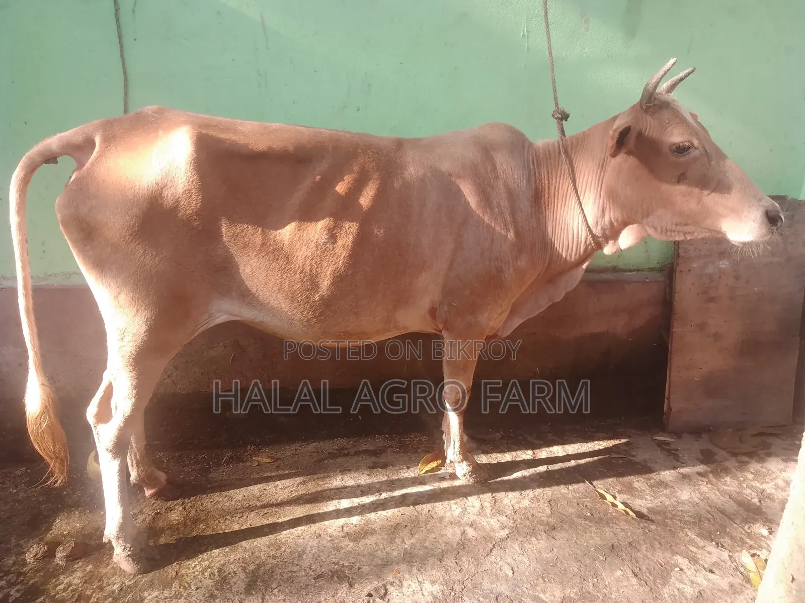 গরু বিক্রি করা হবে।