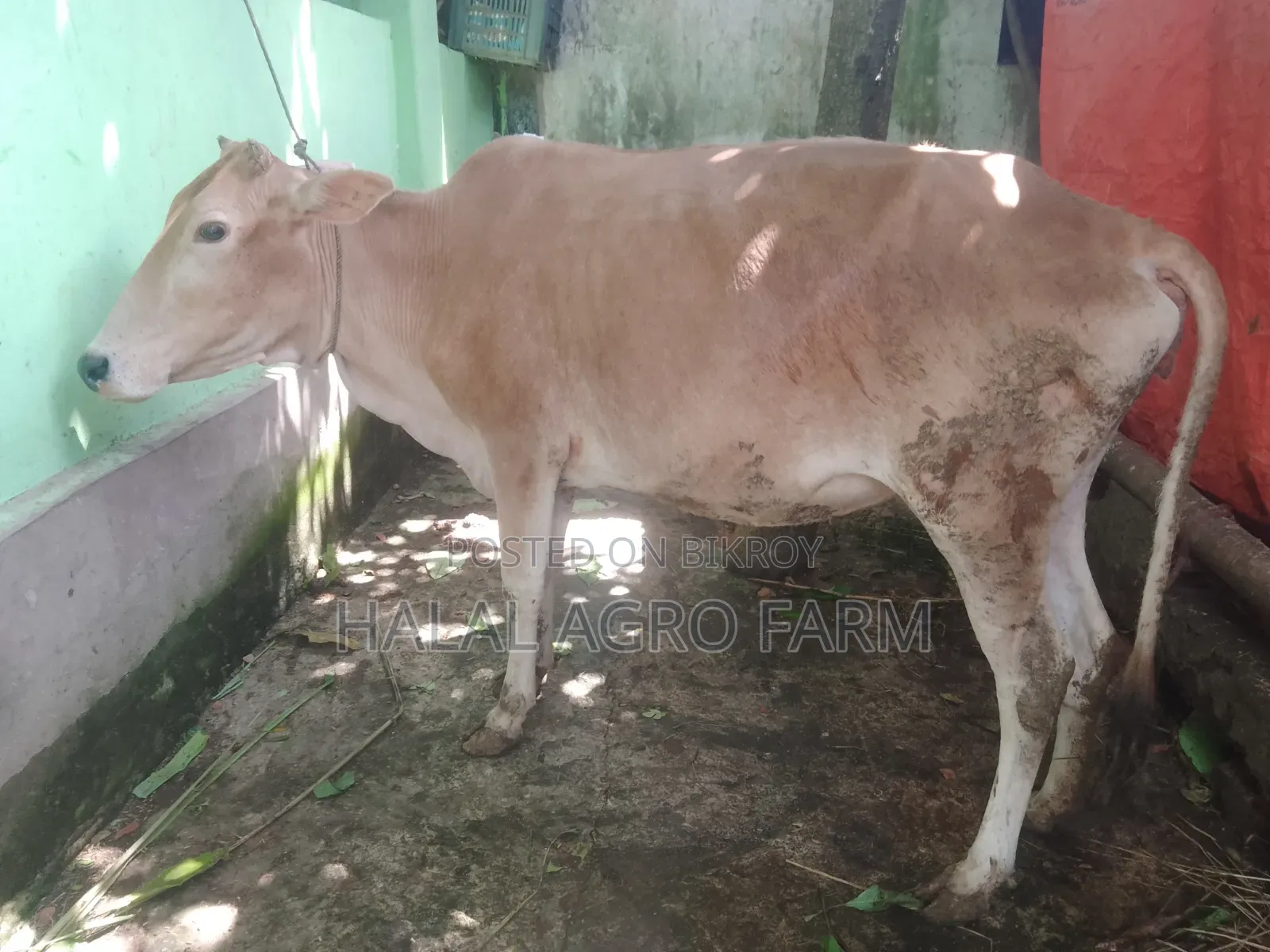 গরু বিক্রি করা হবে।