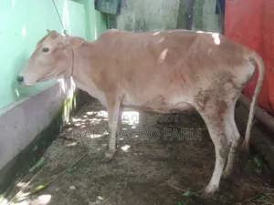 গরু বিক্রি করা হবে।