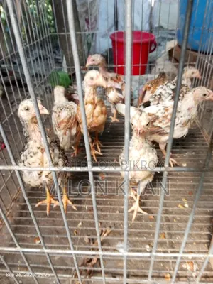 দেশী মুরগীর বাচ্চা