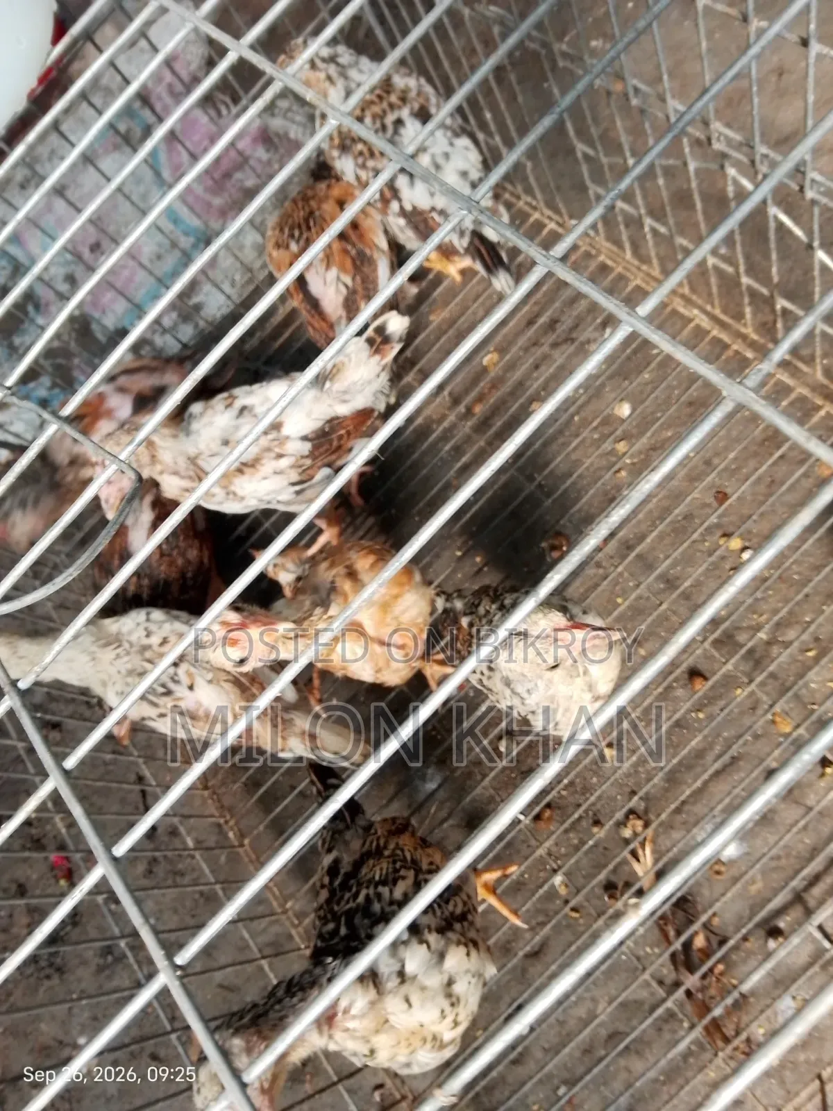 দেশী মুরগীর বাচ্চা