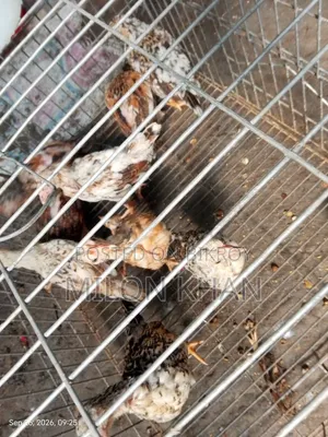 দেশী মুরগীর বাচ্চা