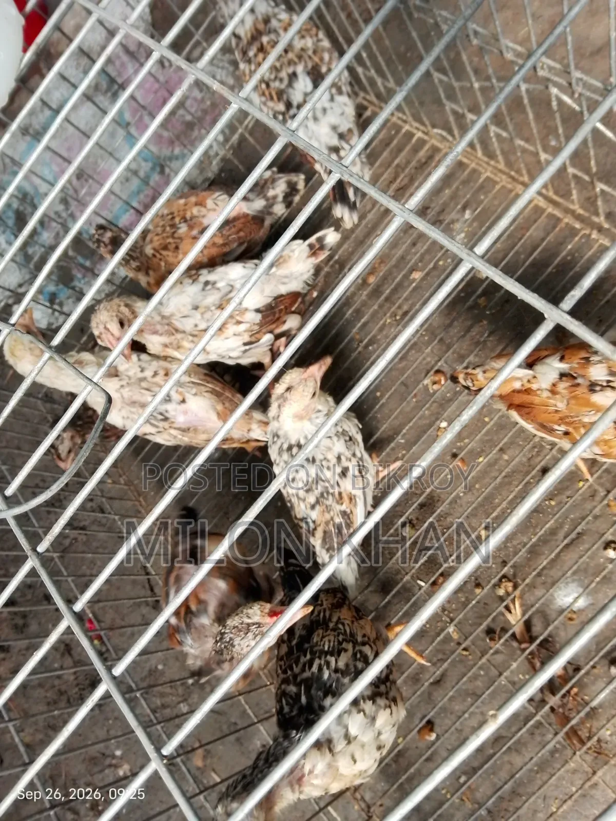 দেশী মুরগীর বাচ্চা