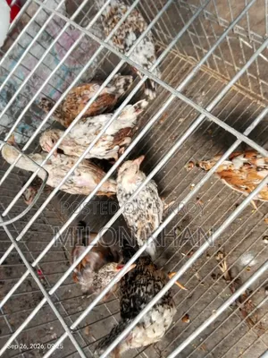 দেশী মুরগীর বাচ্চা