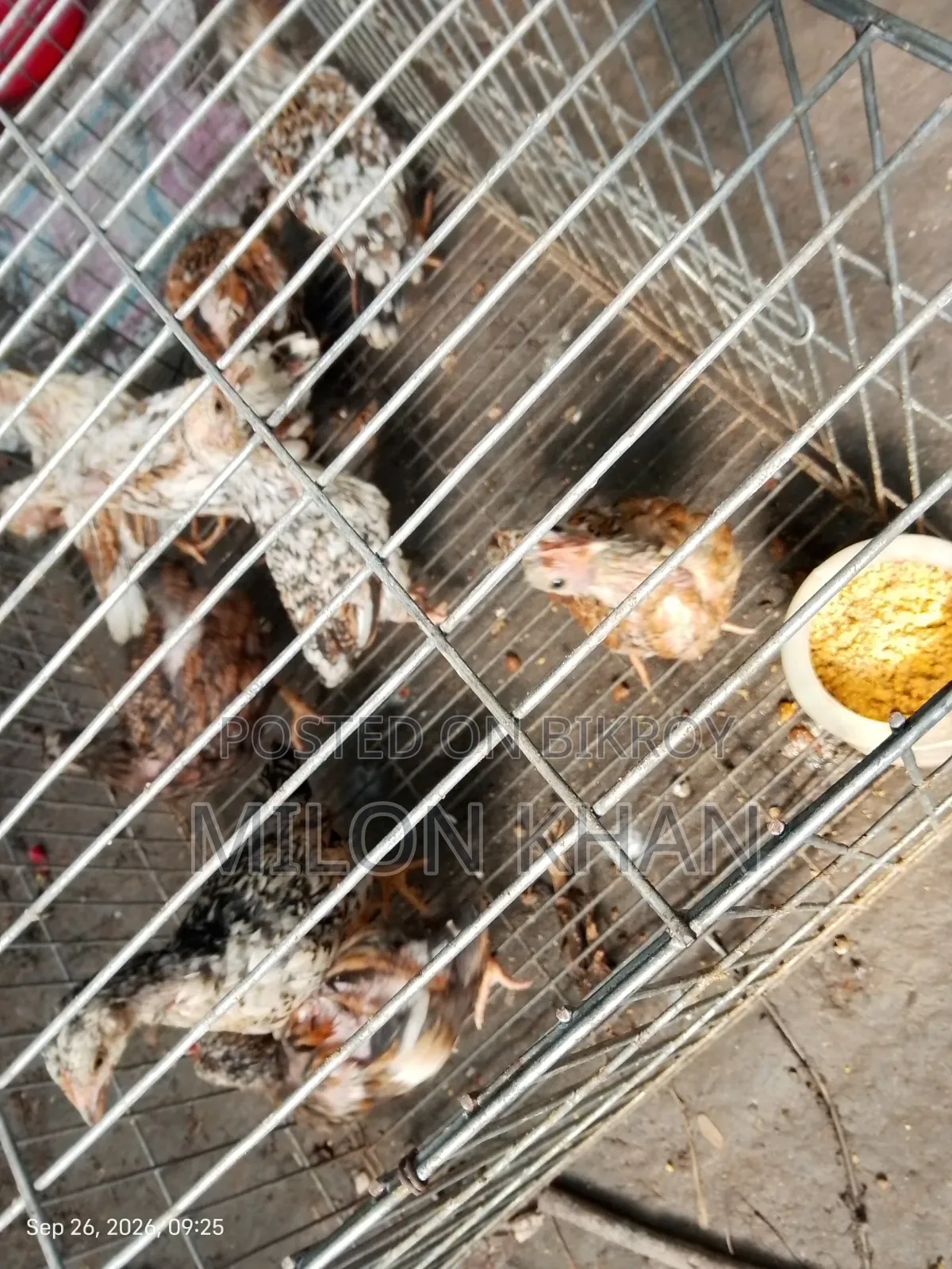 দেশী মুরগীর বাচ্চা