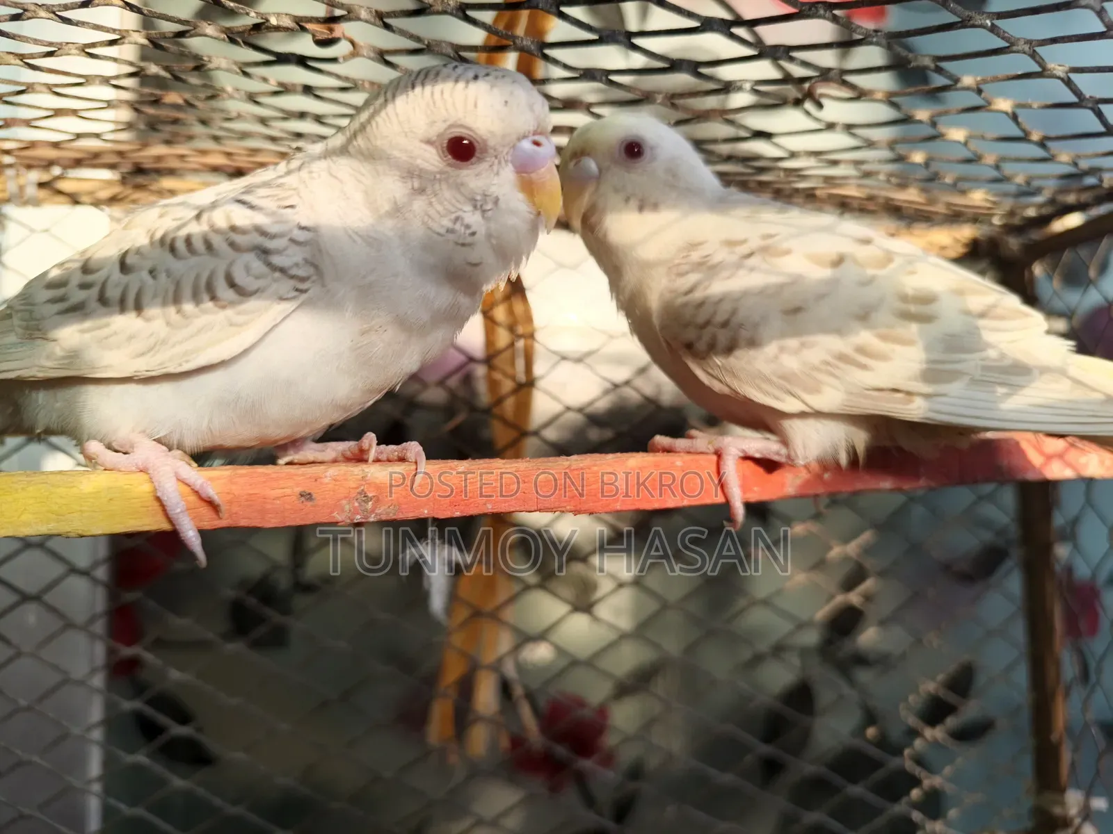German Fallow Adult Pair