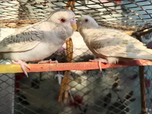 German Fallow Adult Pair