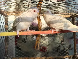 German Fallow Adult Pair