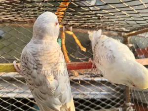 German Fallow Adult Pair