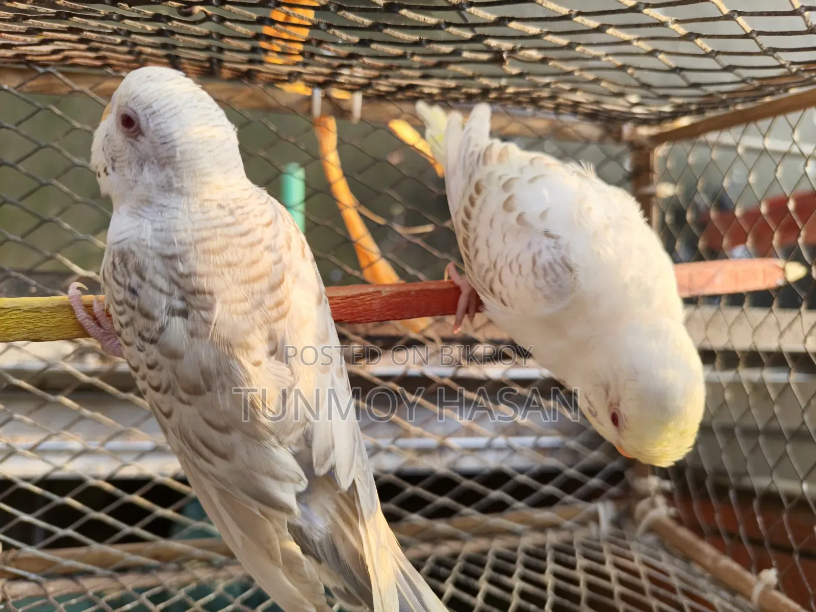German Fallow Adult Pair