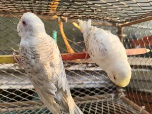 German Fallow Adult Pair