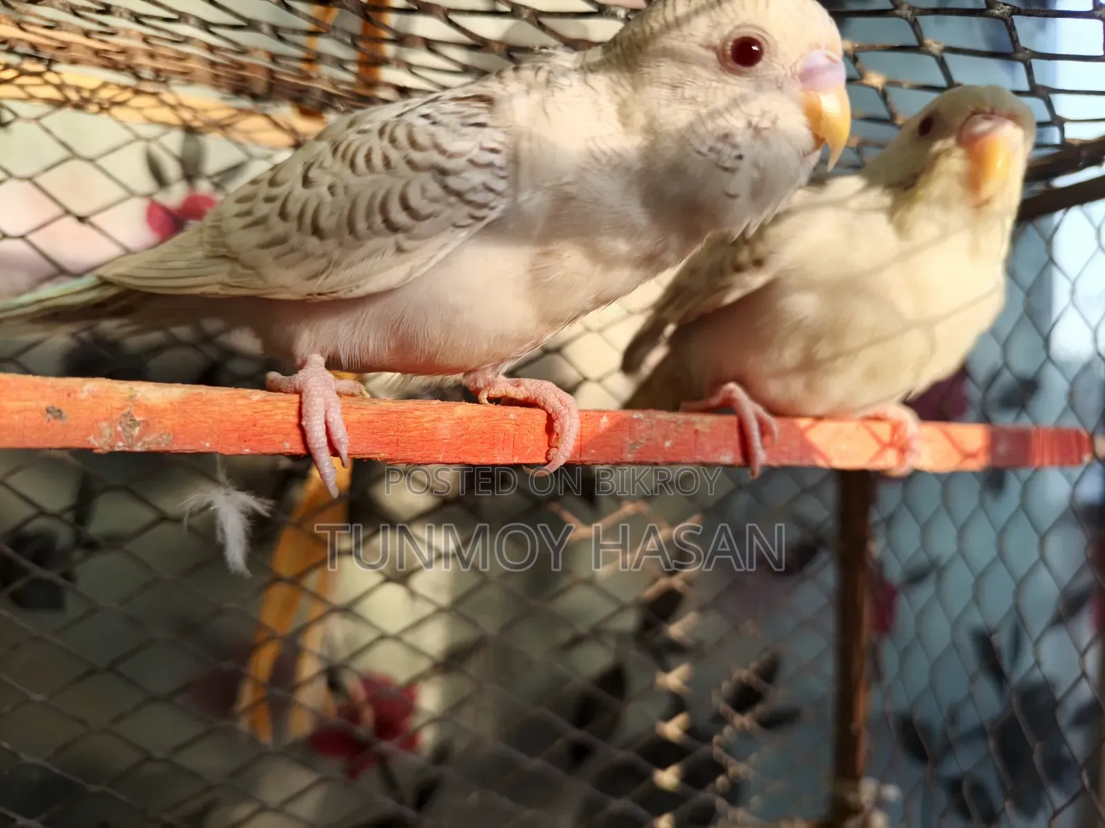 German Fallow Adult Pair