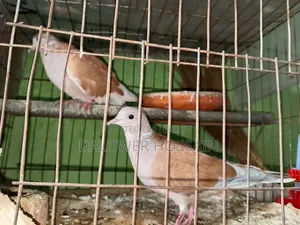 Bird's and Cage