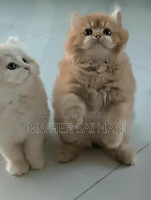 1-3 months Female Purebred Persian