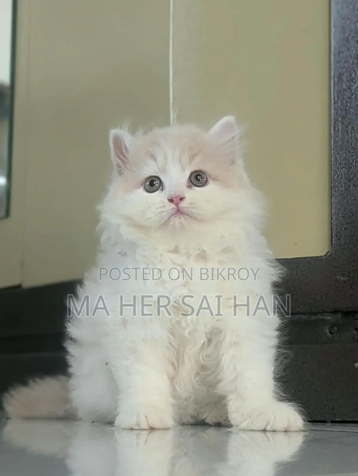 1-3 months Female Purebred Persian