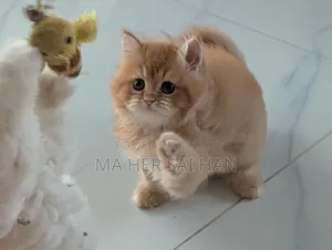 1-3 months Female Purebred Persian