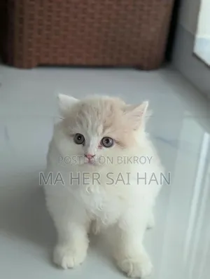 1-3 months Female Purebred Persian