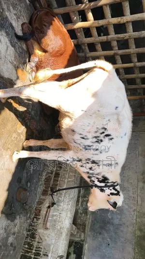 বকনা বাচ্চা