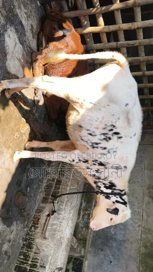বকনা বাচ্চা