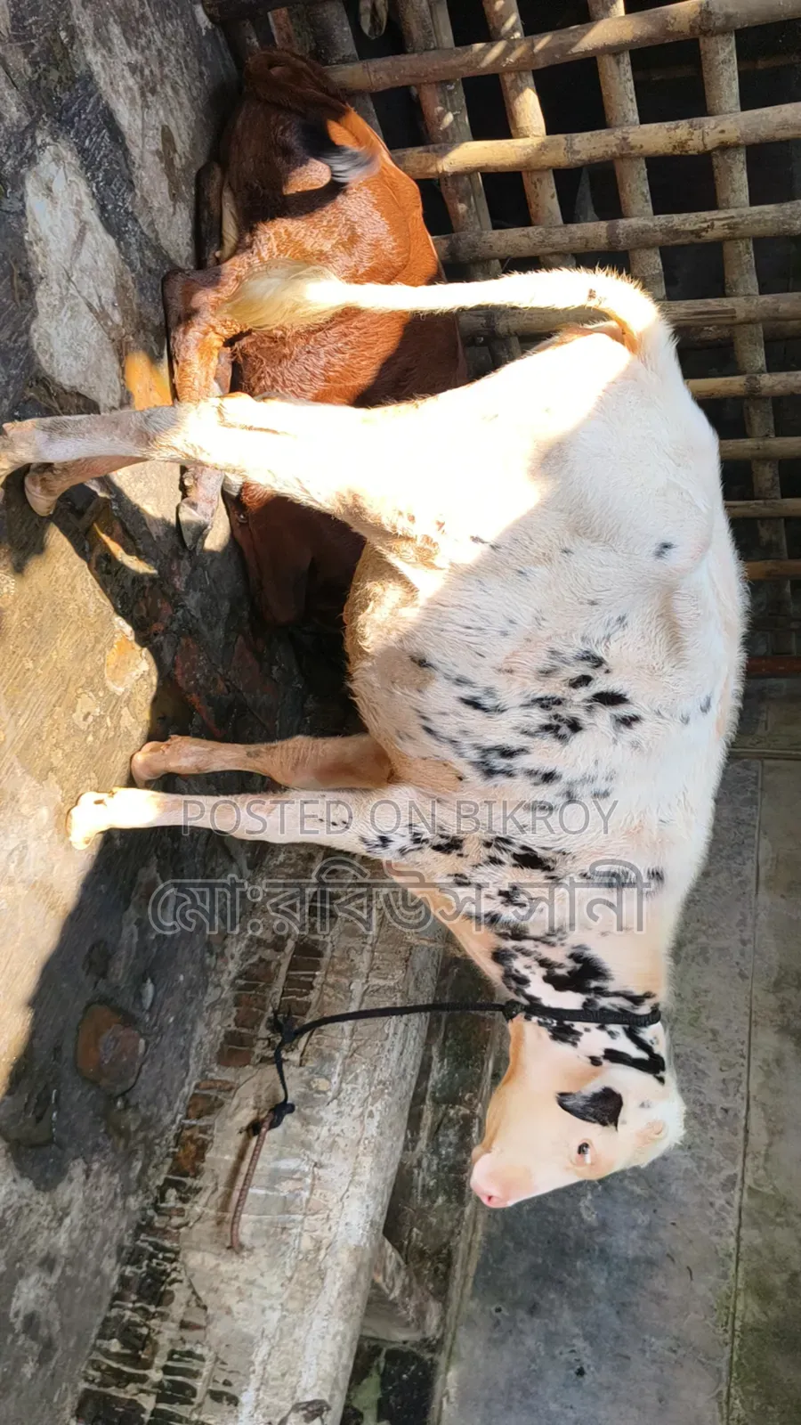 বকনা বাচ্চা