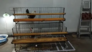 মুরগির খাঁচা