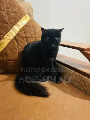 ৬-১২ মাস বয়সী ফিমেল পিওরব্রেড পার্সিয়ান বিড়াল