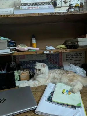 ১+ বছরের ফিমেল পিওরব্রেড স্কটিশ ফোল্ড