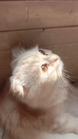 ১+ বছরের ফিমেল পিওরব্রেড স্কটিশ ফোল্ড