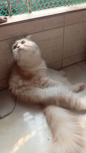 ১+ বছরের ফিমেল পিওরব্রেড স্কটিশ ফোল্ড