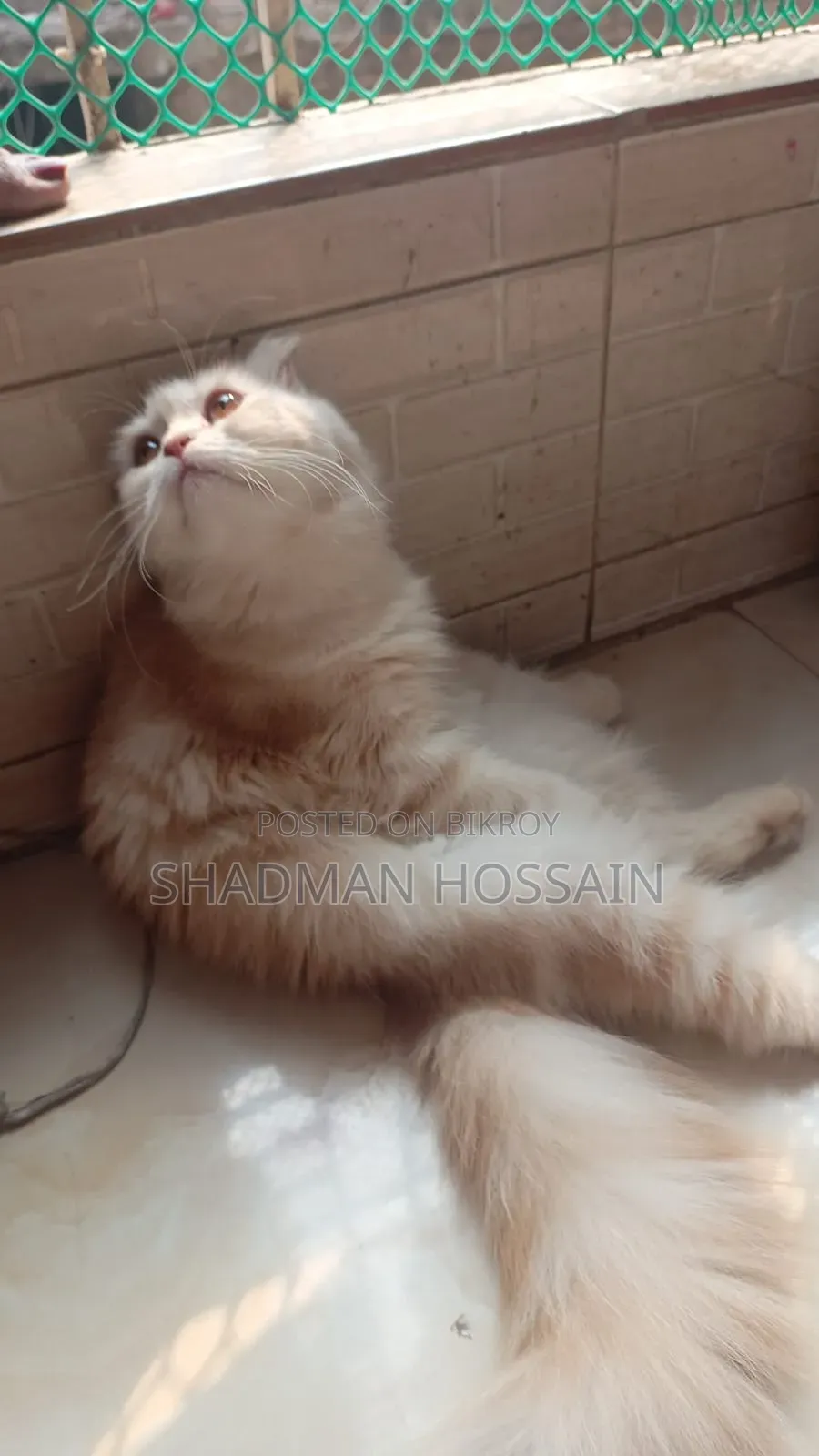 ১+ বছরের ফিমেল পিওরব্রেড স্কটিশ ফোল্ড