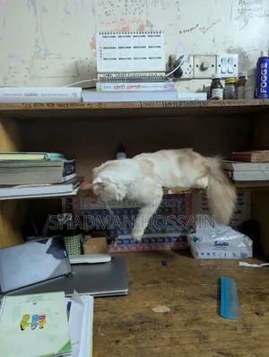 ১+ বছরের ফিমেল পিওরব্রেড স্কটিশ ফোল্ড