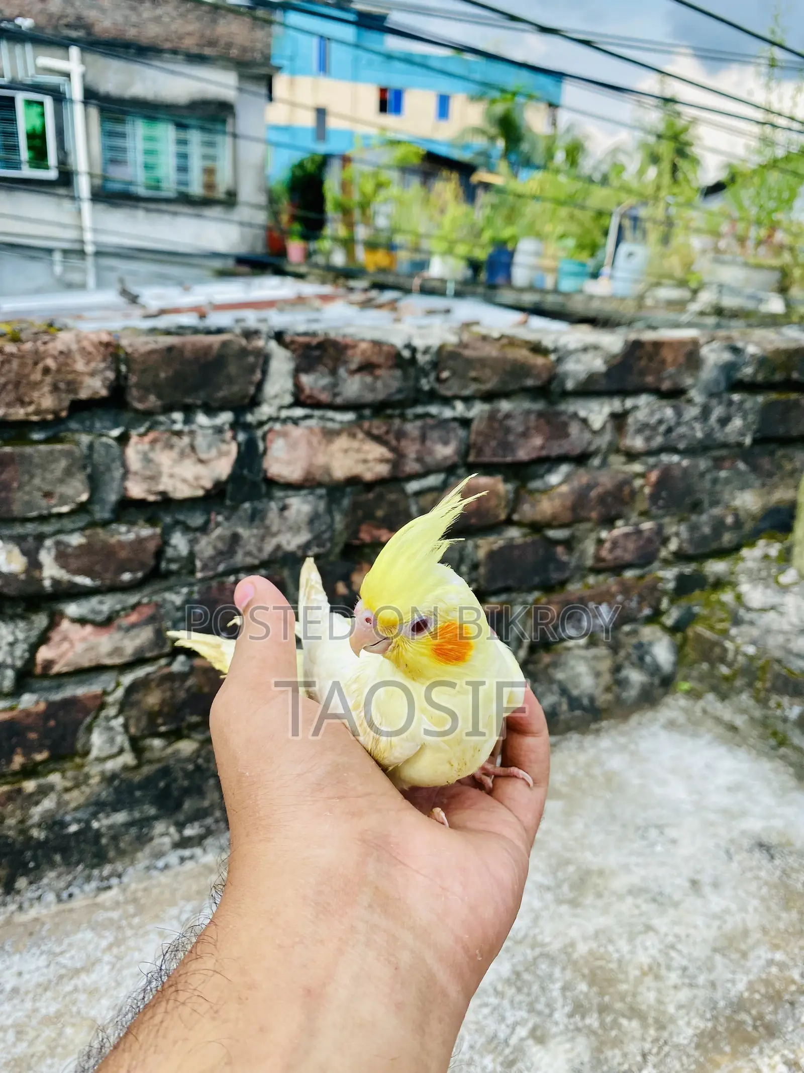 Lutino Cockatiel Bird