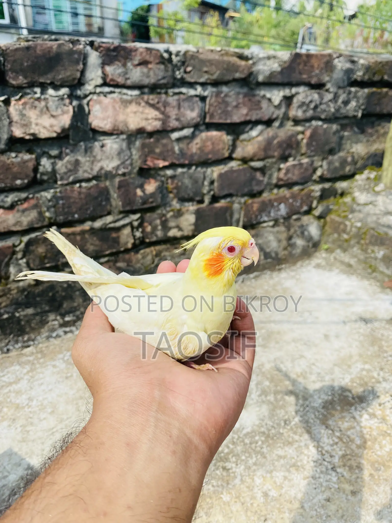 Lutino Cockatiel Bird