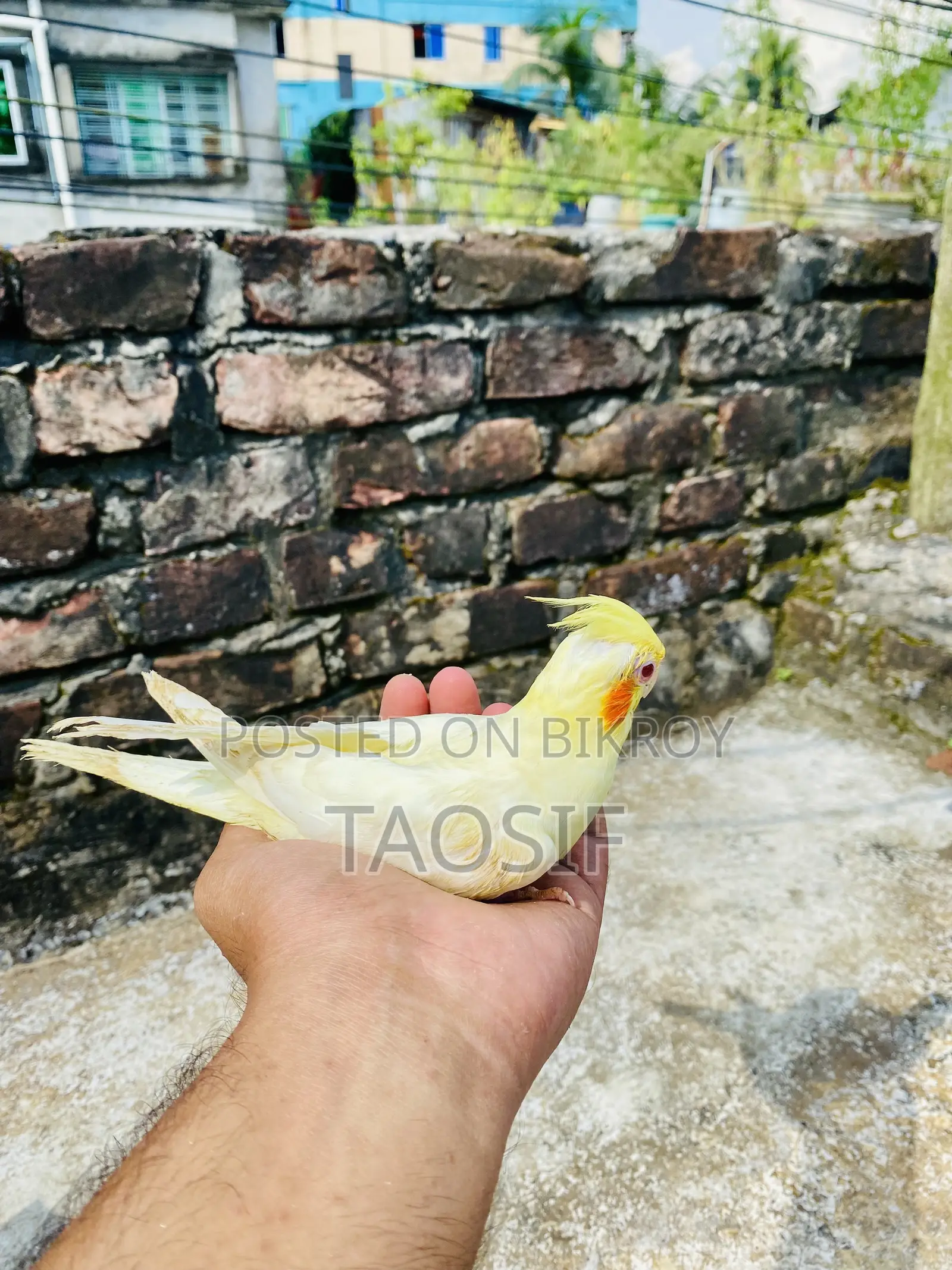 Lutino Cockatiel Bird