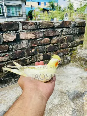 Lutino Cockatiel Bird