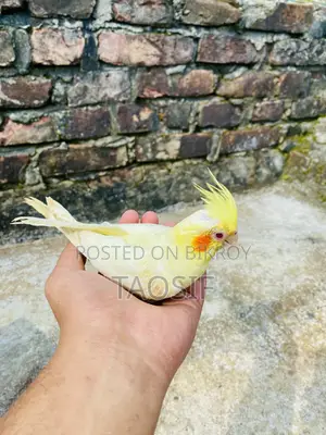 Lutino Cockatiel Bird