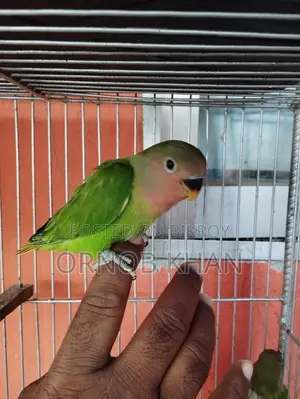 3 Red Head Green Opaline Love Bird Babies for sale.
