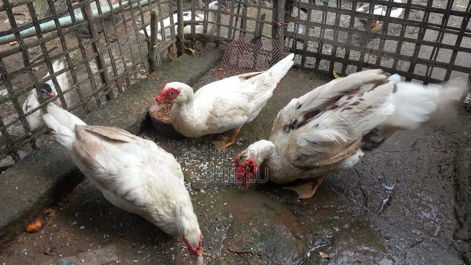 Running Muscovy Duck Big Size