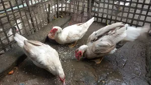 Running Muscovy Duck Big Size