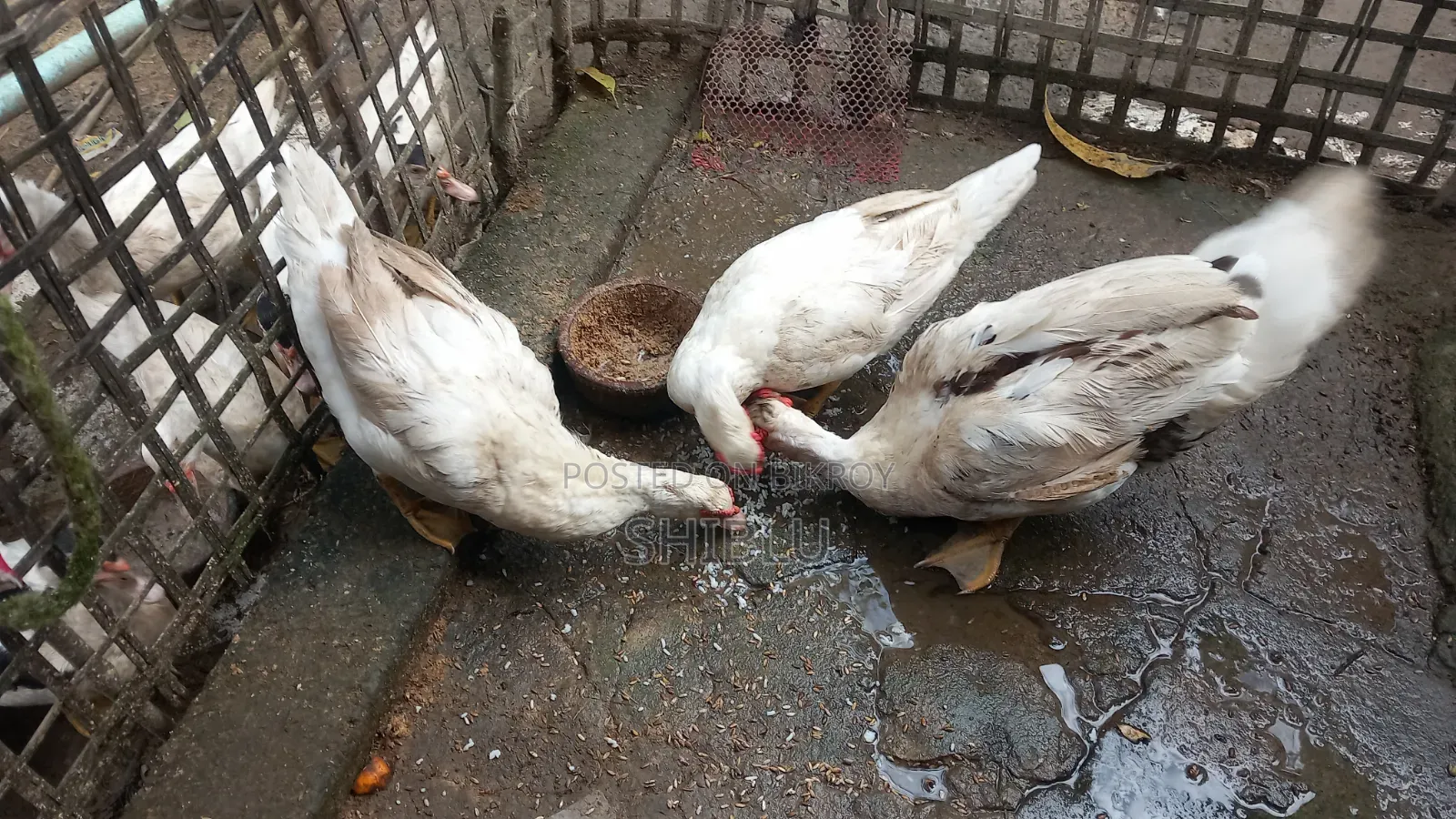Running Muscovy Duck Big Size