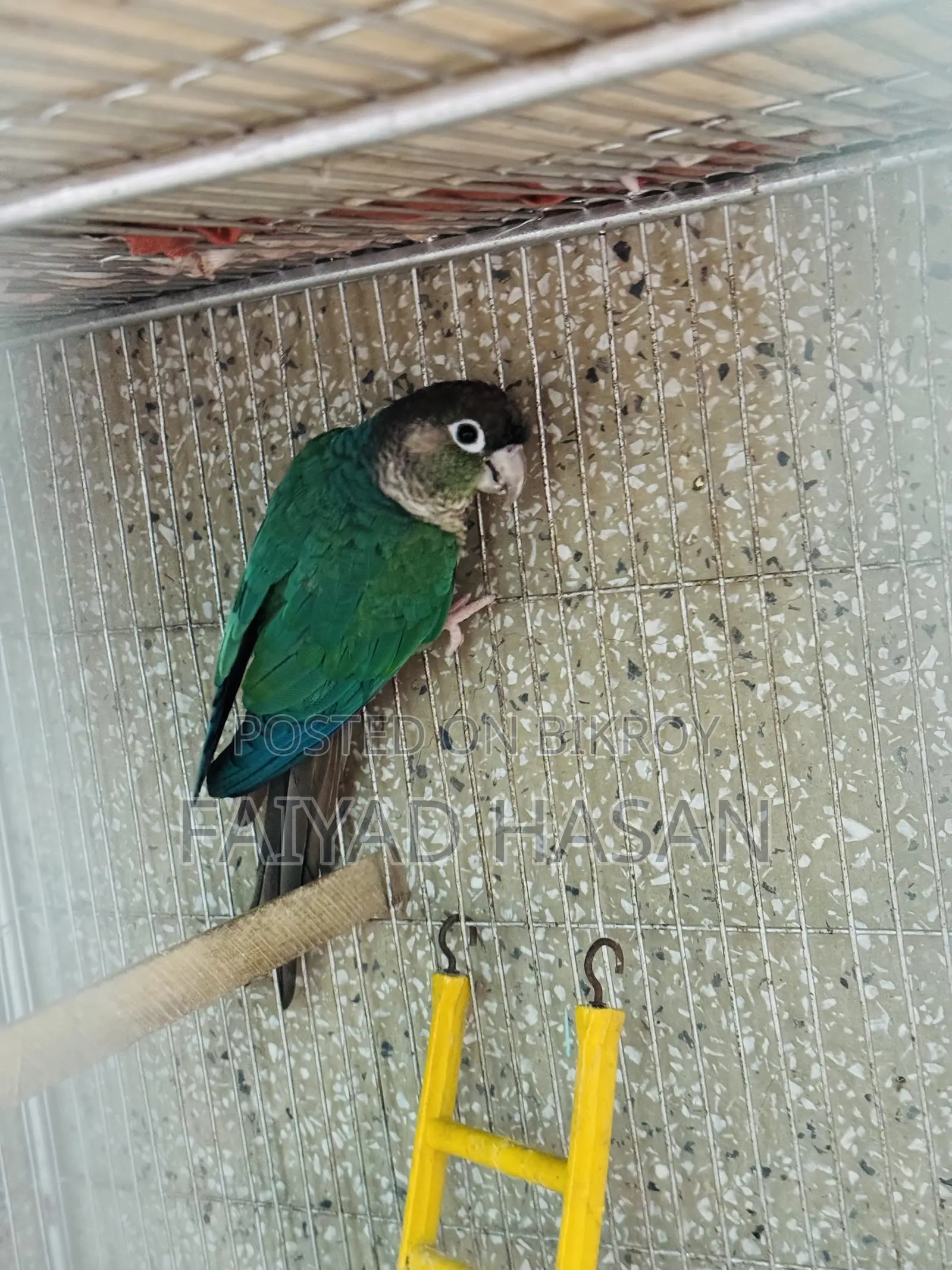 Torquoise Blue Conure
