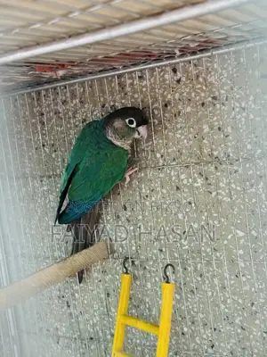 Torquoise Blue Conure