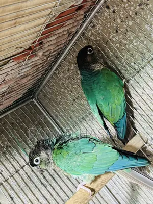 Torquoise Blue Conure
