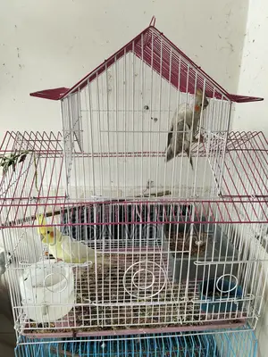 Cockatiel Bird