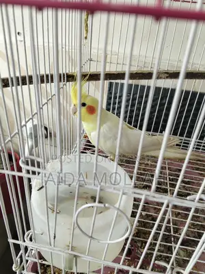 Cockatiel Bird