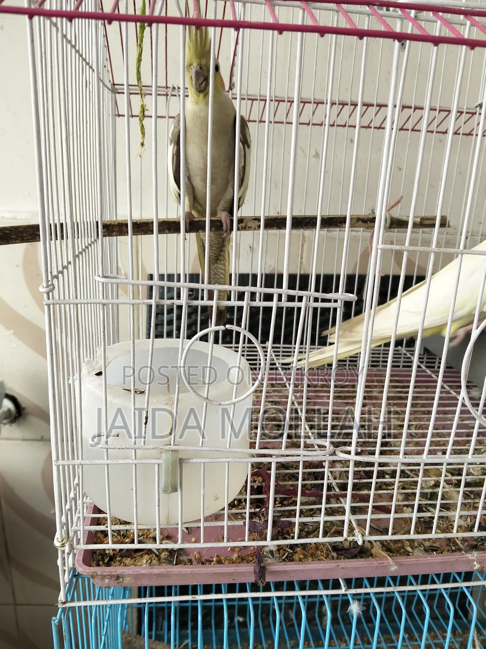 Cockatiel Bird